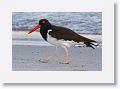 Day3-PM-LasAnimas - 49 * American Oyster Catcher. * American Oyster Catcher.
